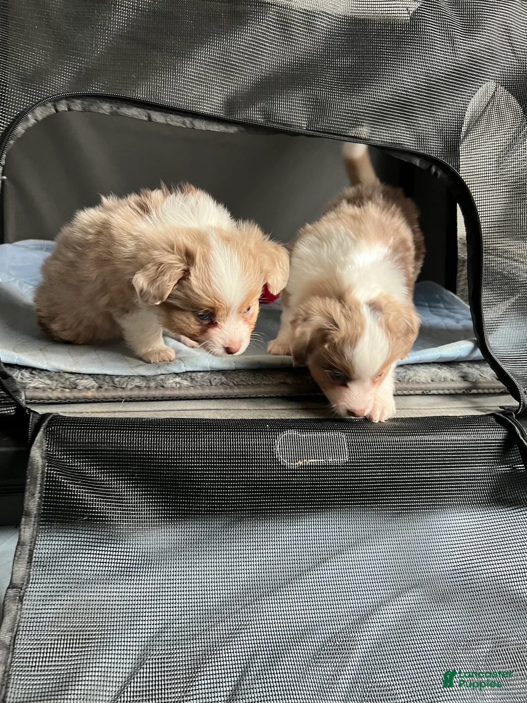 Toy Australian Shepherd dogs for sale: Toy Australian Shepherd Minnie Mouse - Ad 6