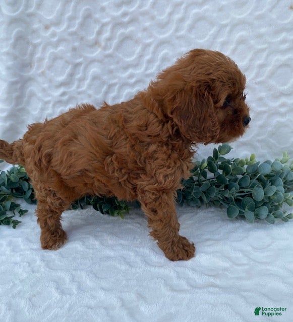 Cavapoo dogs Norman - Ad 2