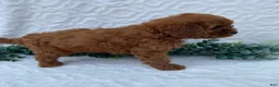Cavapoo dogs for sale: Norman - Ad 2