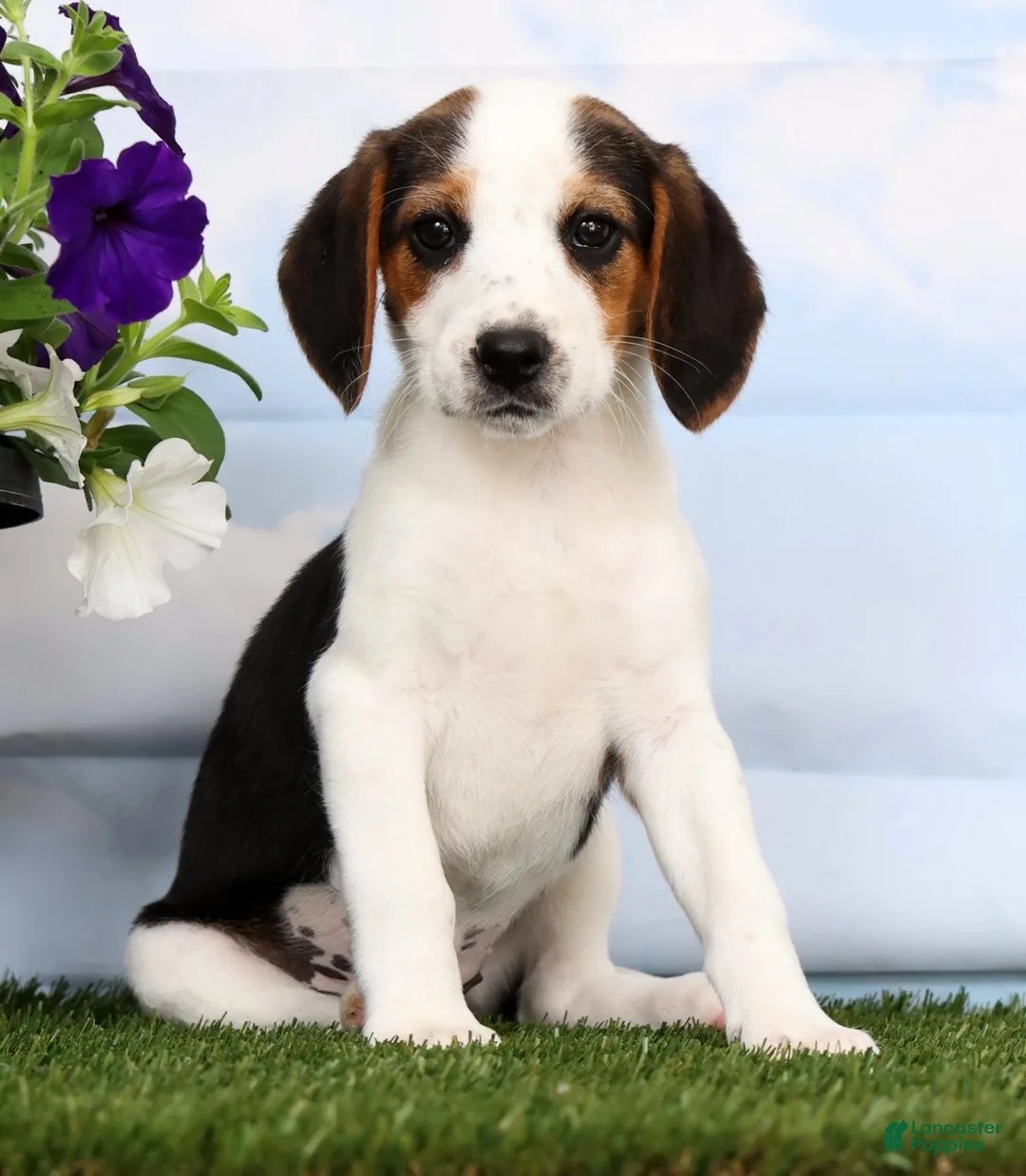 Beagle dogs for sale: Debbie - Ad 2