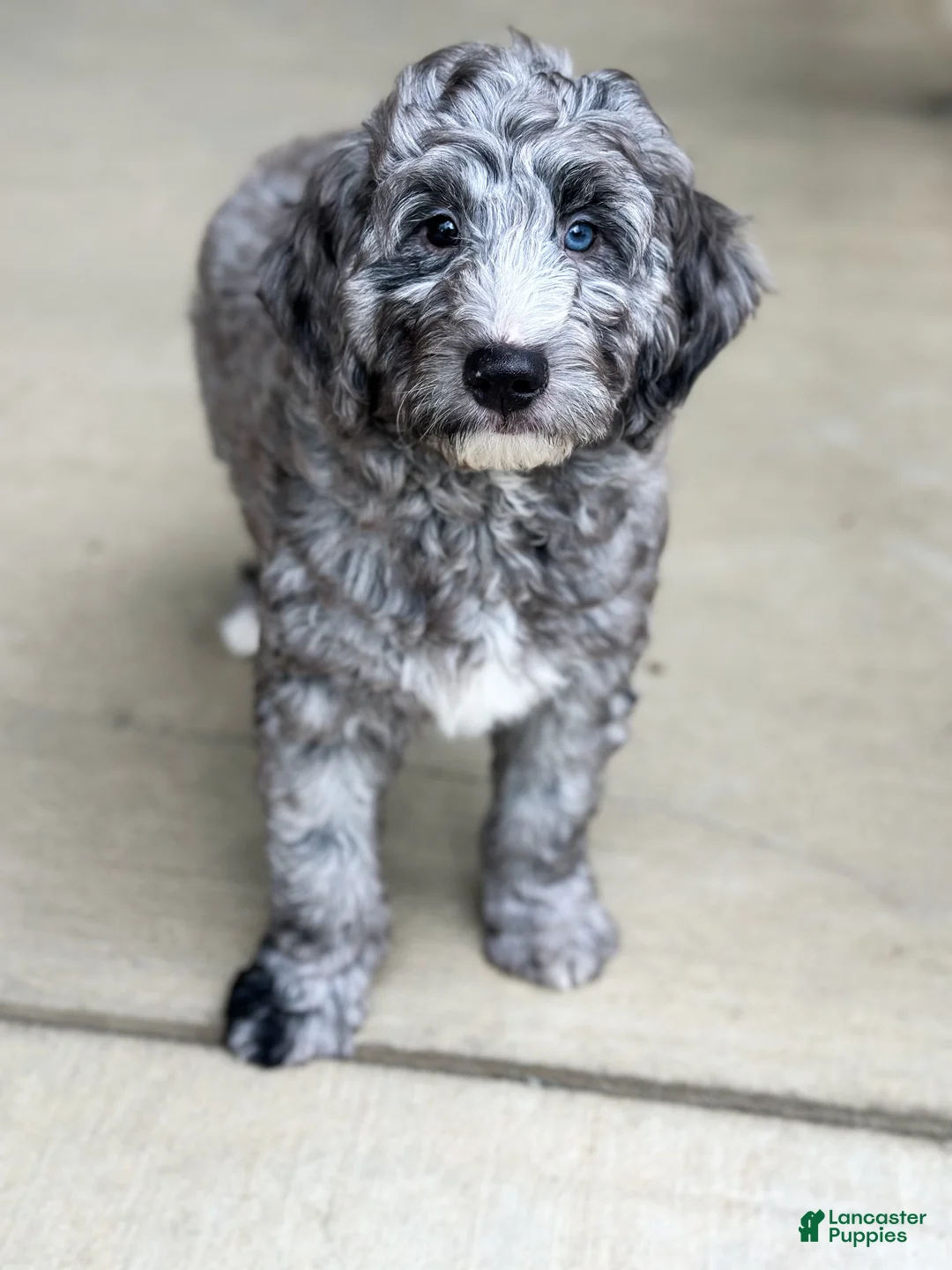 Mini Goldendoodle dogs for sale: Arrow - Ad 2