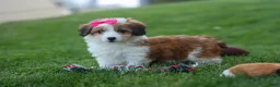 Corgipoo dogs for sale: NALA - Ad 16