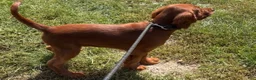 Irish Setter dogs for sale: Black collar - Ad 3