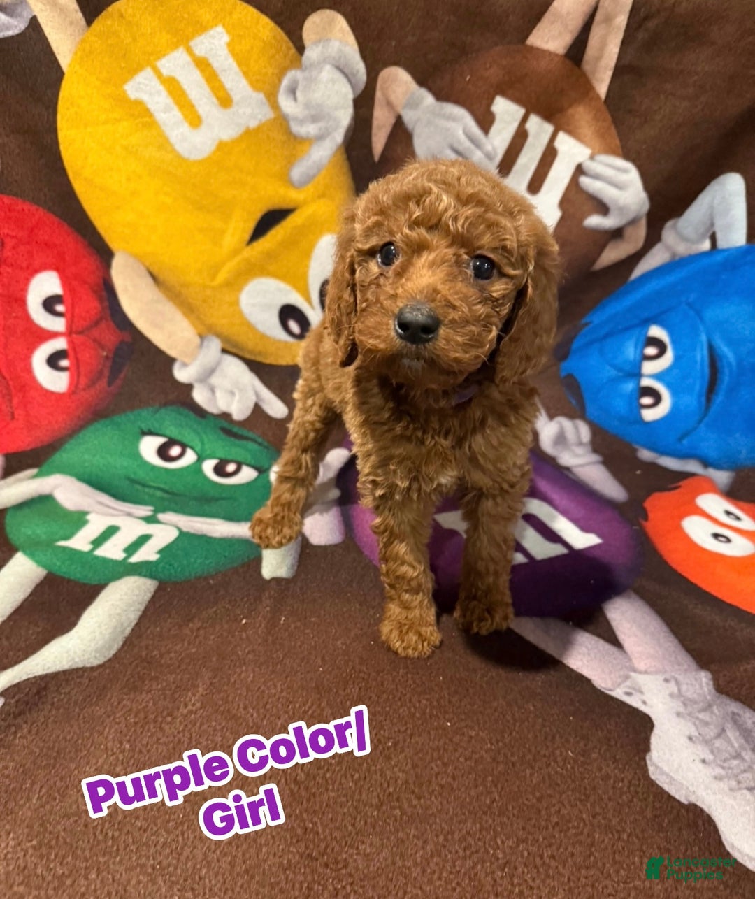 Goldendoodle dogs for sale: Goldendoodle Puppy 1 - Ad 1