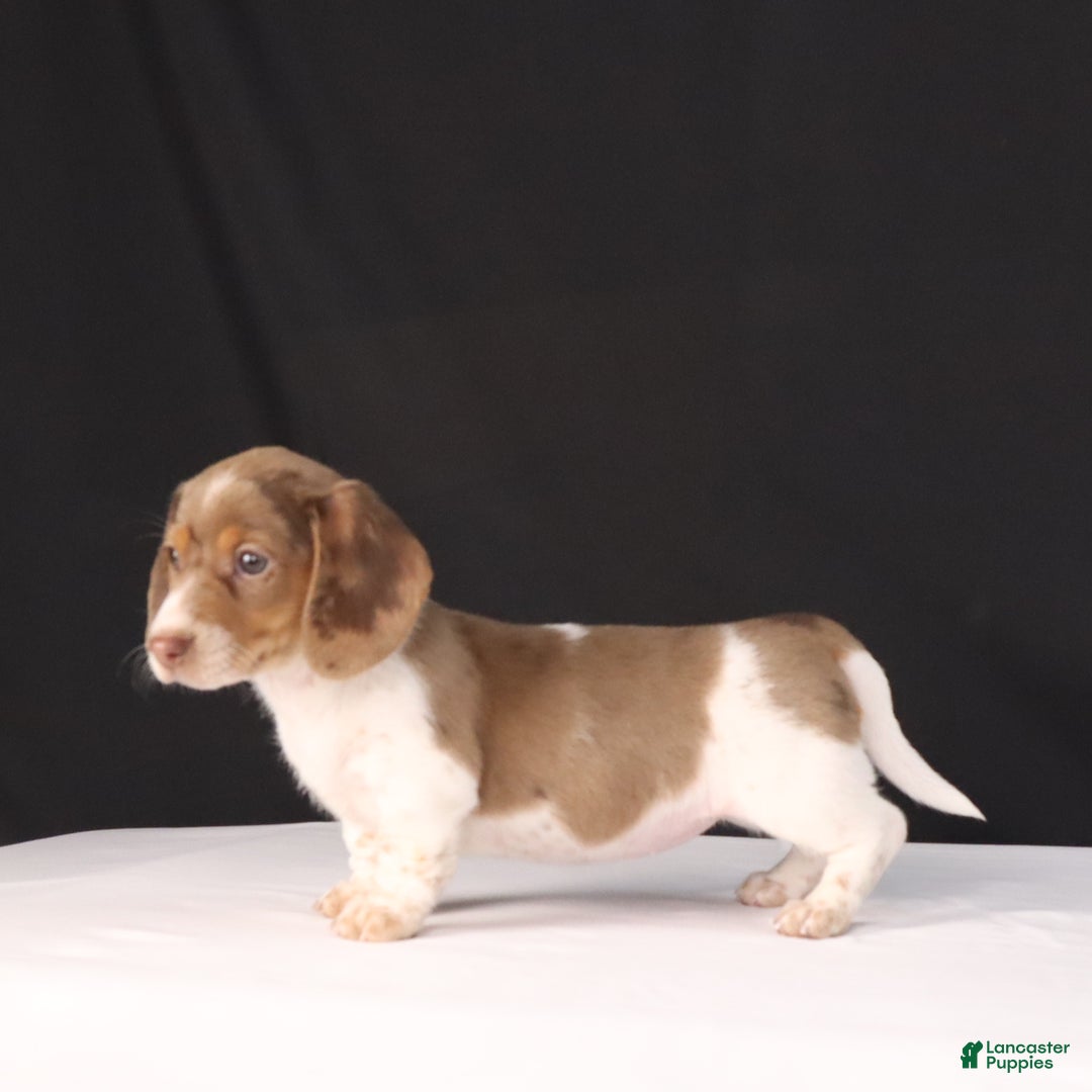 Dachshund dogs for sale: Kenzie - Ad 10