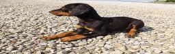 Doberman Pinscher dogs for sale: Nash  - Ad 4