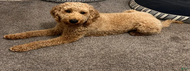 Archie