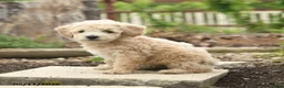 Bichpoo dogs for sale: Valentine - Ad 3