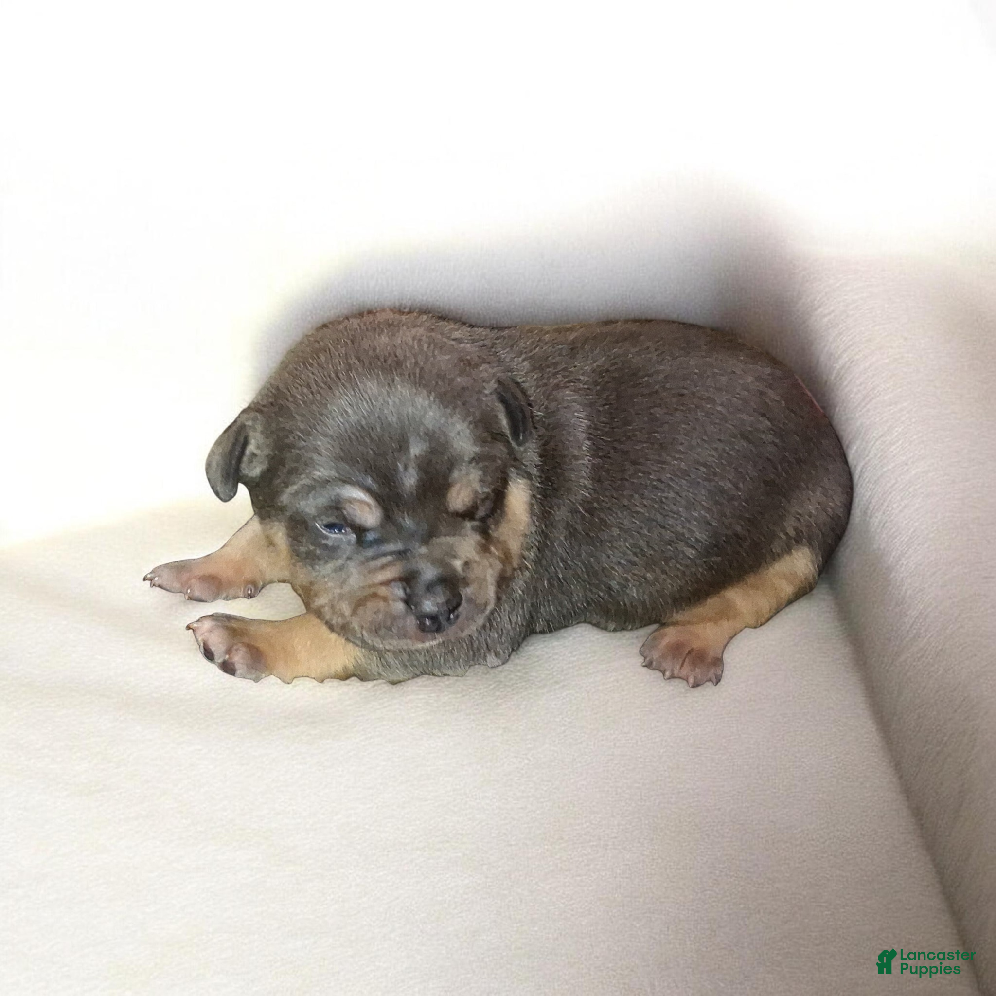 American Bully dogs American Bully Puppy 1 - Ad 1