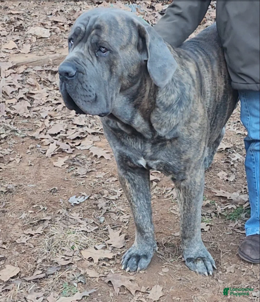 South African Boerboels dogs for sale: King - Ad 4