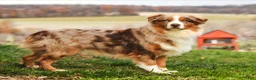 Australian Shepherd dogs for sale: Sparkles - Ad 9