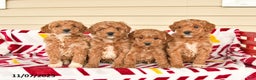 Miniature Poodle dogs for sale: Irene - Ad 3