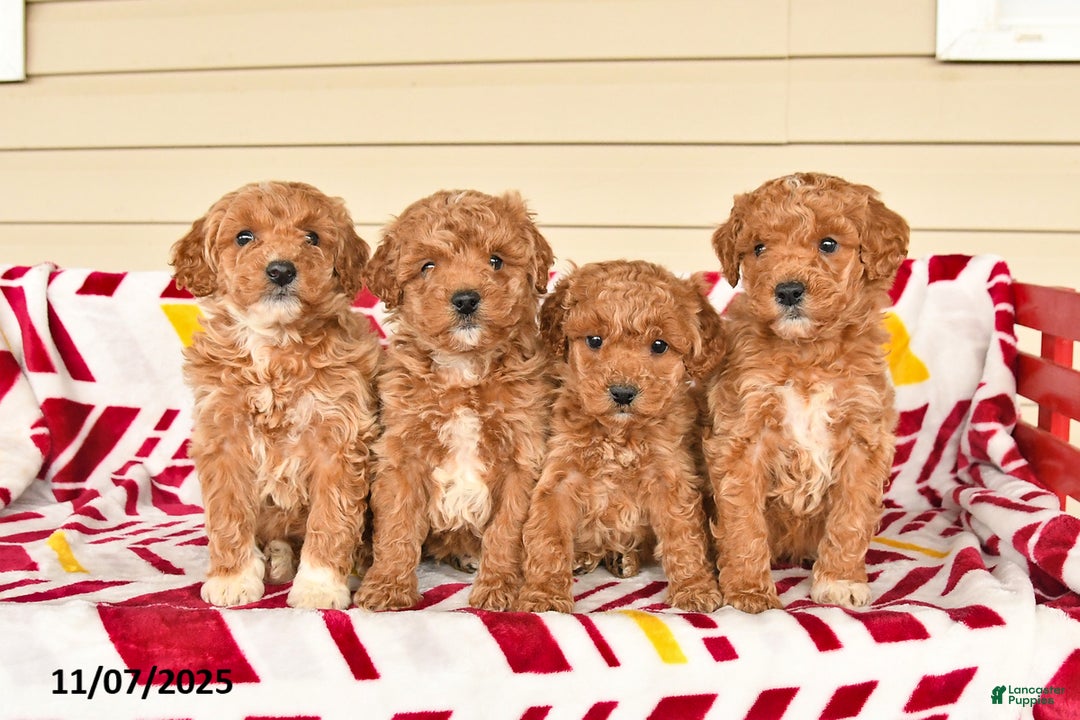 Miniature Poodle dogs for sale: Irene - Ad 3