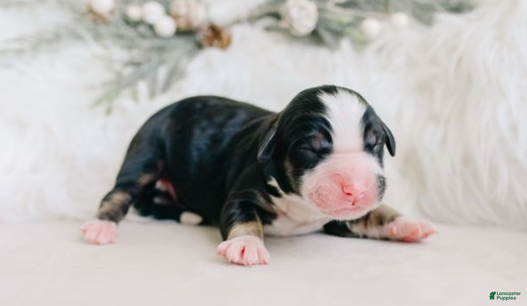 Aussiedoodle dogs for sale: Midnight - Ad 1