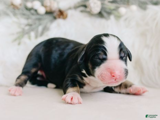 Aussiedoodle dogs Midnight - Ad 4