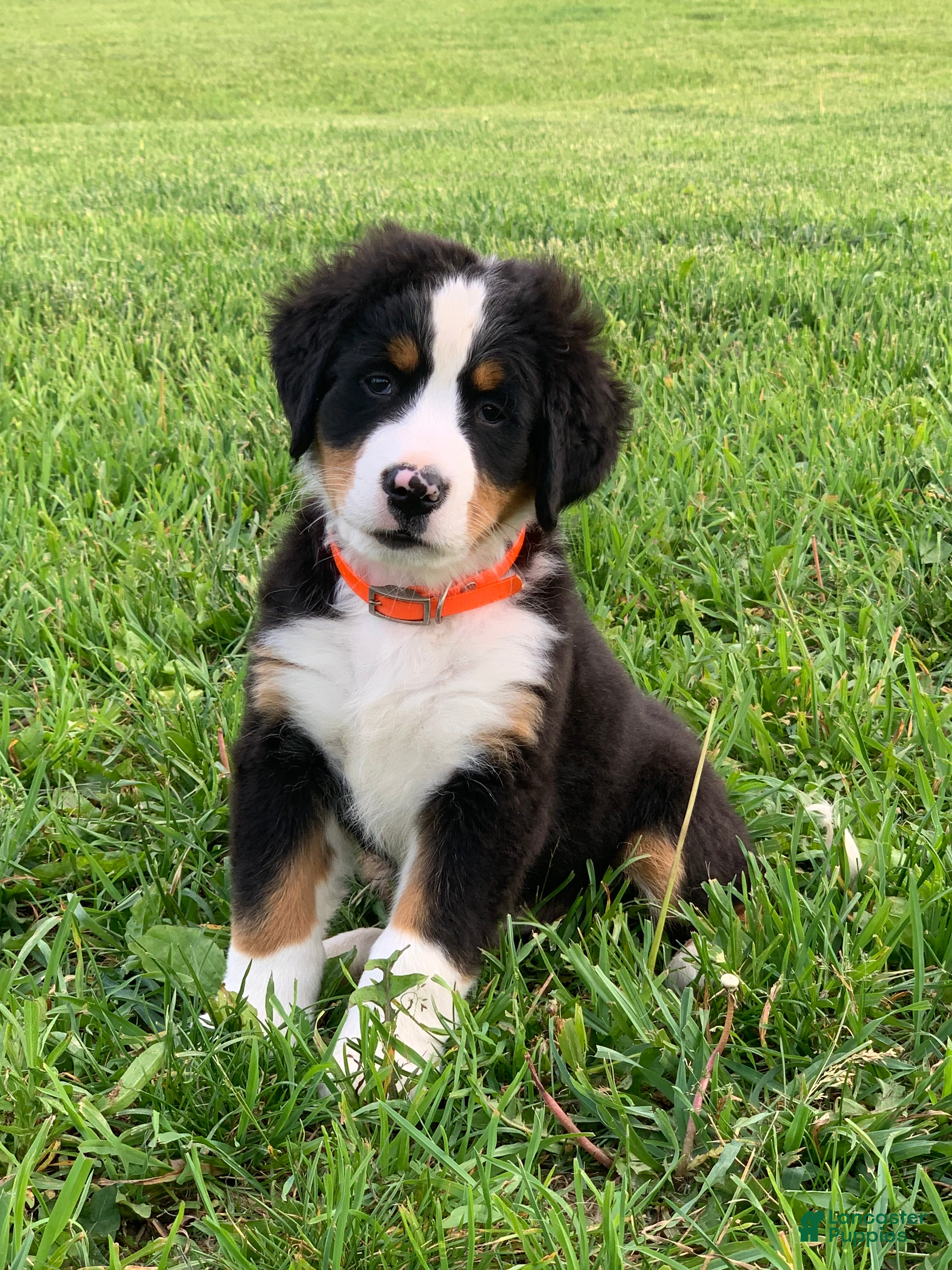 Bernese Mountain Dog dogs Arctic - Ad 1