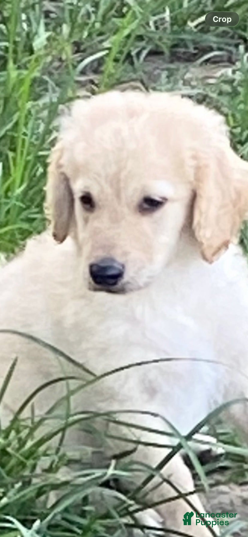 Goldendoodle dogs Goldendoodle 2 - Ad 1