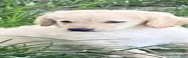 Goldendoodle 2