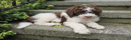 Bernedoodle dogs for sale: Callie - Ad 5