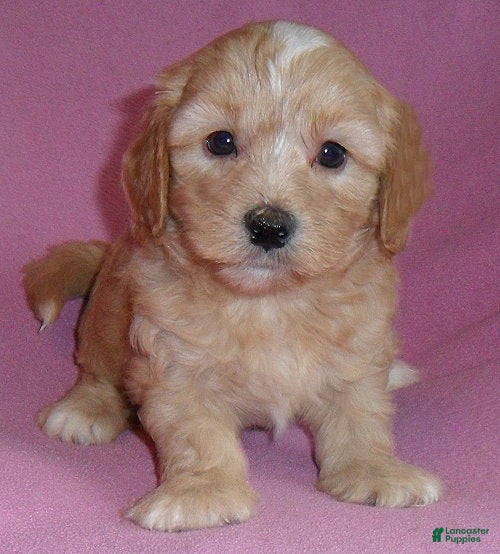 Shihpoo dogs Punkin - Ad 2