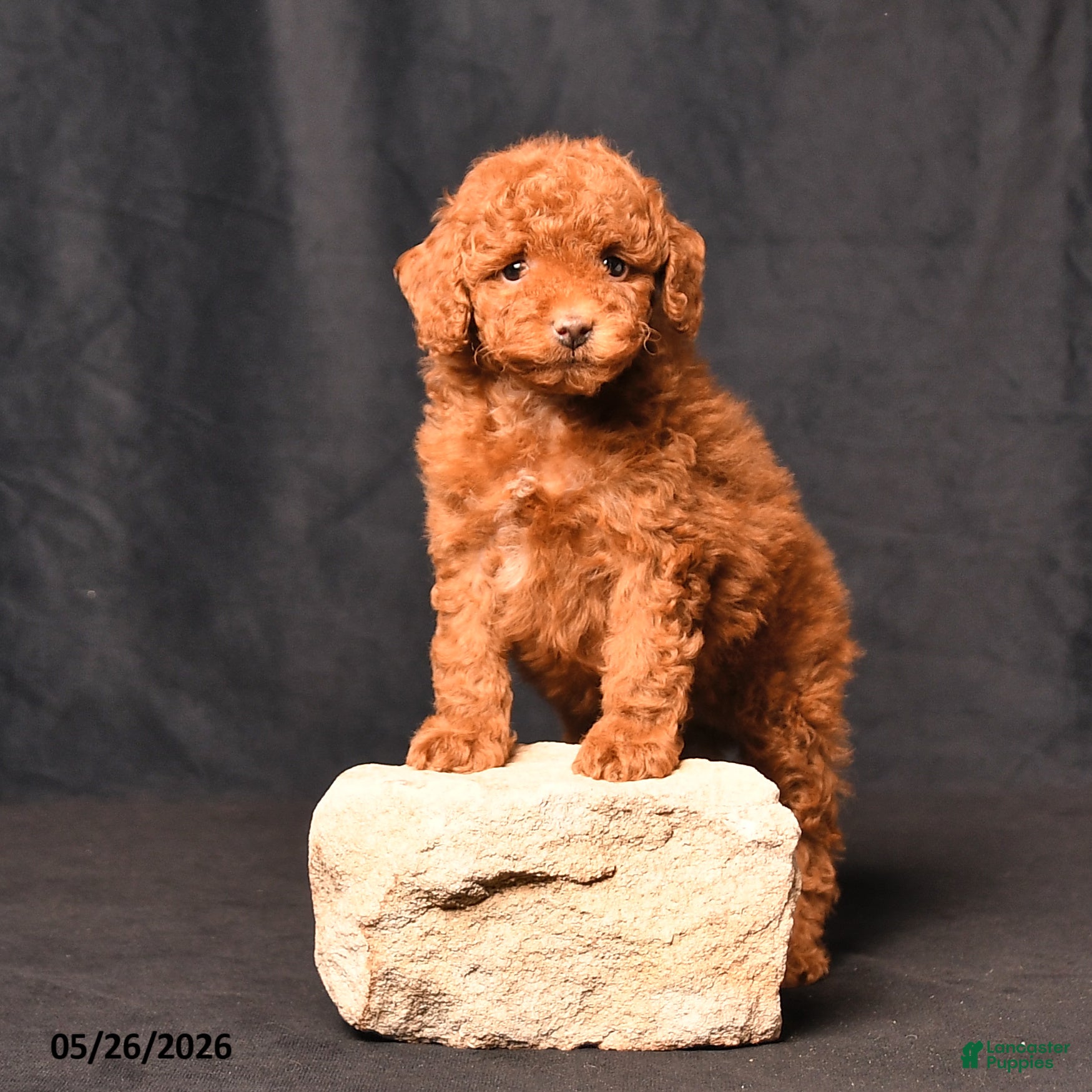 Toy Poodle dogs Bentley - Ad 1