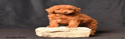 Toy Poodle dogs for sale: Bentley - Ad 3