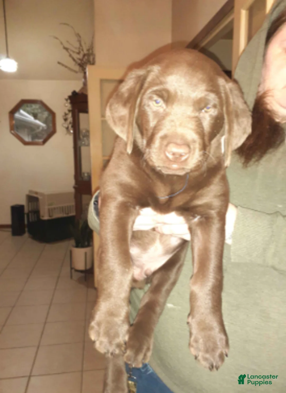 Labrador Retriever dogs for sale: Chocolate Female 1 - Ad 1