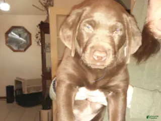 Labrador Retriever dogs Chocolate Female 1 - Ad 22