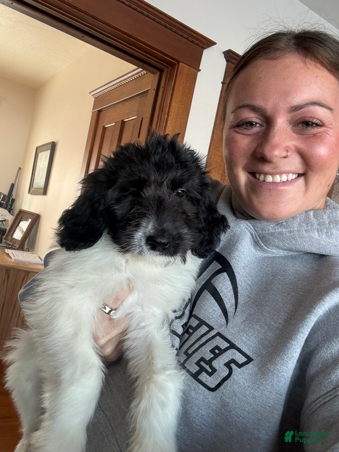 Saint Berdoodles dogs for sale: Rowan - Ad 11