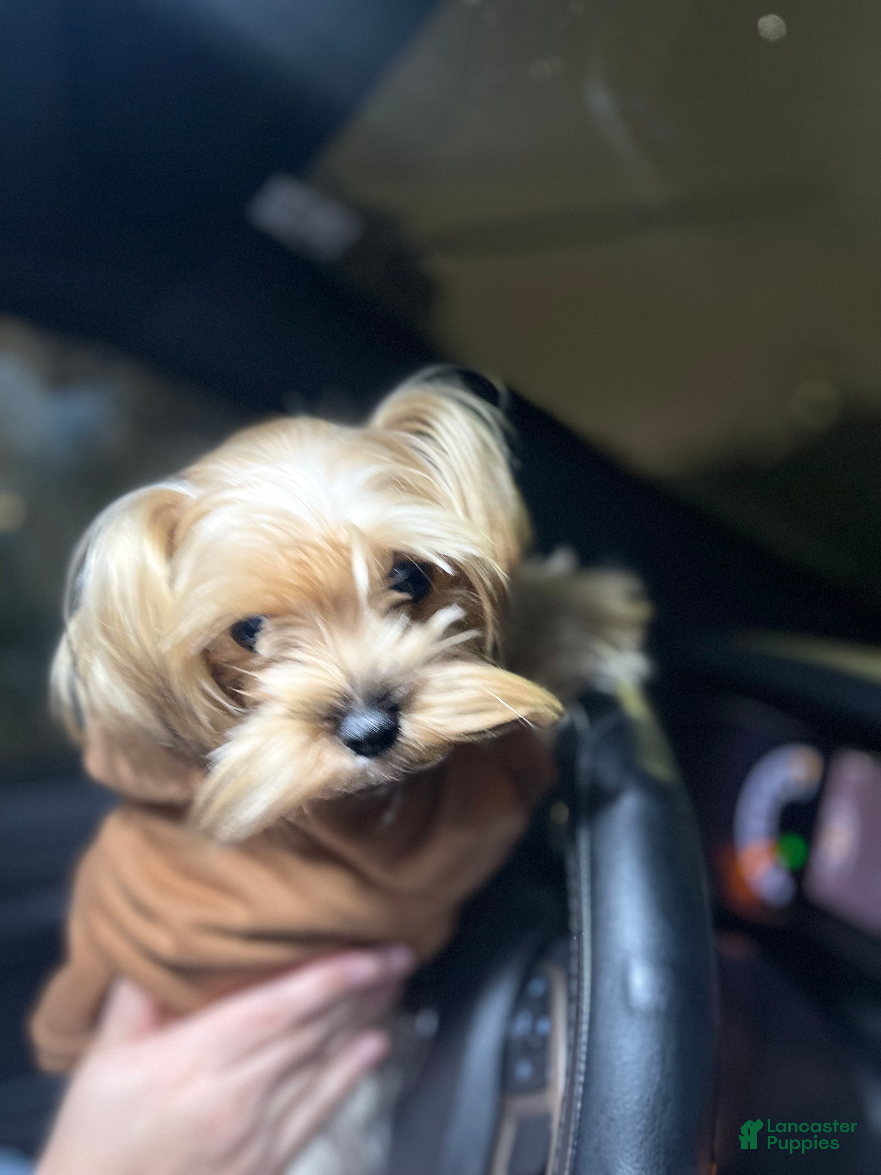 Yorkshire Terrier dogs Lucy - Ad 38