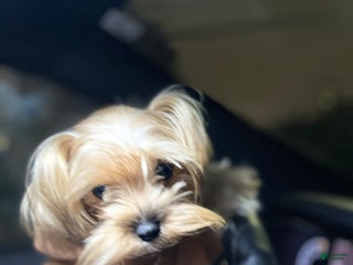 Yorkshire Terrier dogs Lucy - Ad 21