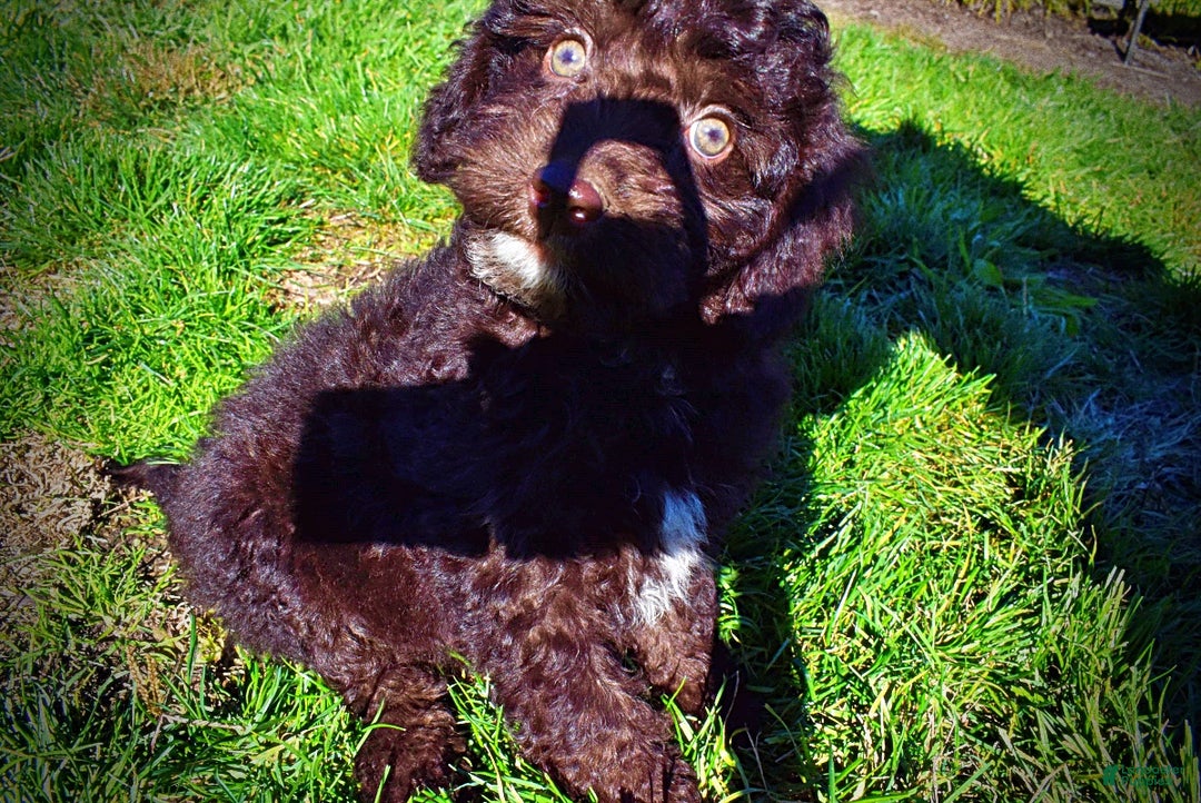 Havapoo dogs for sale: Iggy - Ad 16