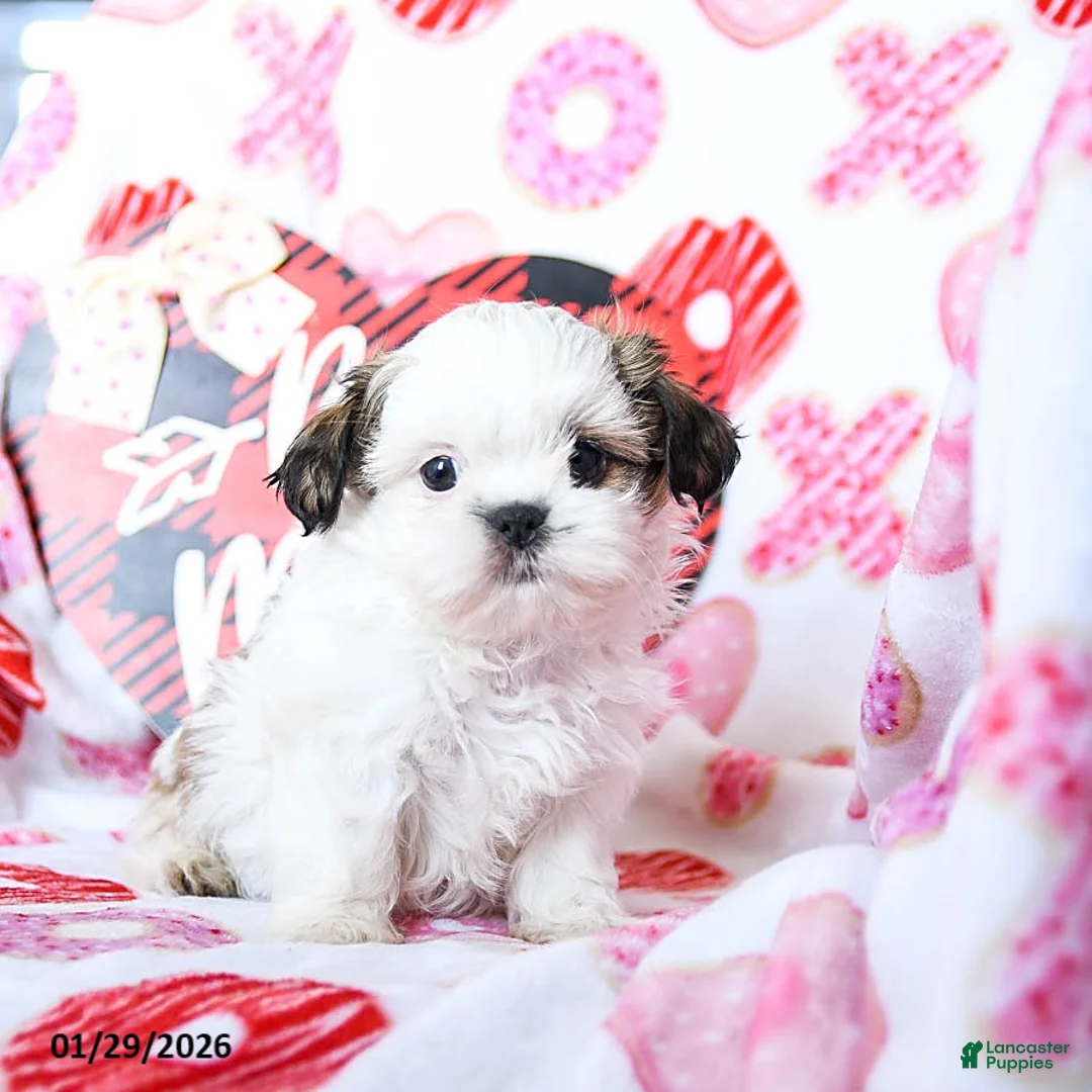 Shih Tzu dogs for sale: Gus - Ad 3