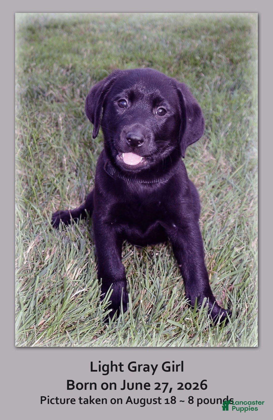 Goldador dogs Goldador 3 - Ad 1
