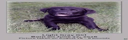 Goldador dogs for sale: Goldador 3 - Ad 1
