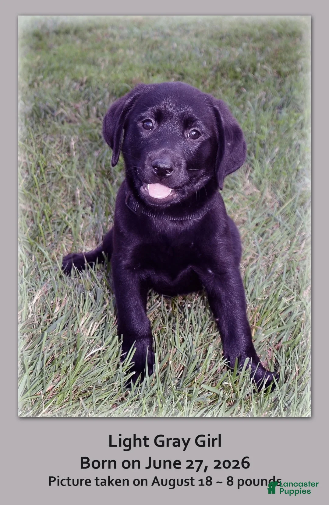 Goldador dogs for sale: Goldador 3 - Ad 1