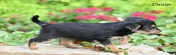 Morkie dogs for sale: Dixie - Ad 5