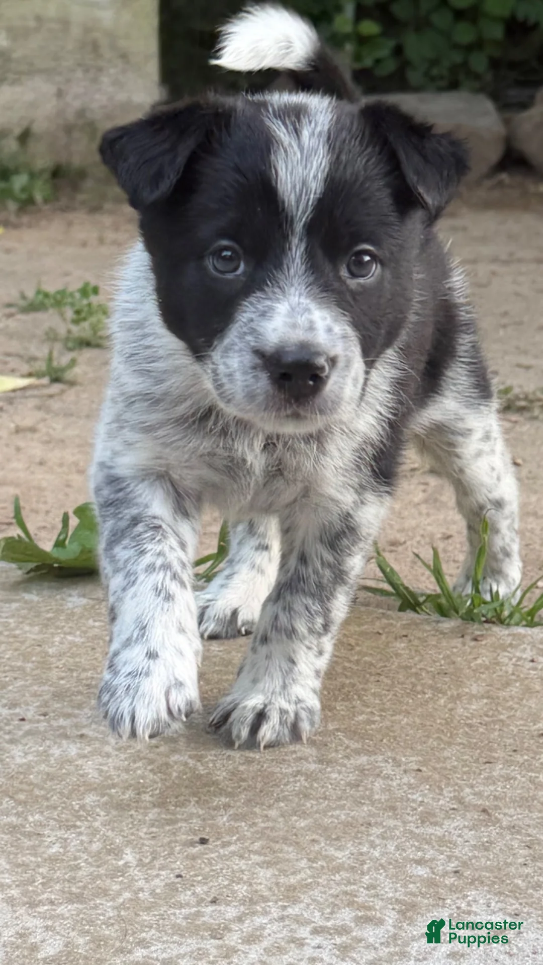Mixed Breed dogs for sale: Puppy  3 - Ad 1