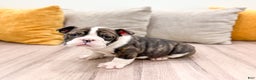English Bulldog dogs for sale: Oreo - Ad 4