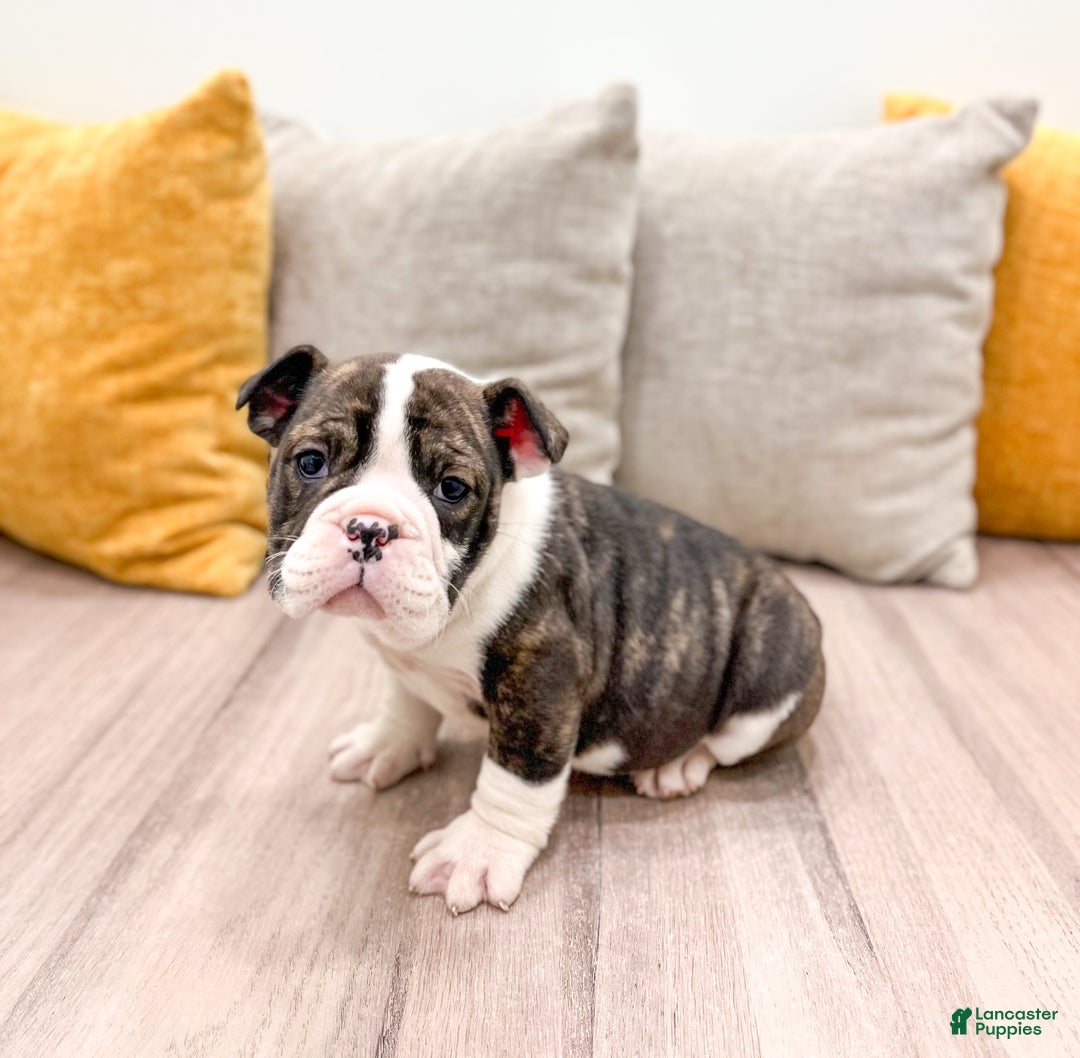 English Bulldog dogs for sale: Oreo - Ad 4