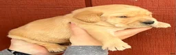 Labrador Retriever dogs for sale: Abe Lincoln - Orange - Ad 4