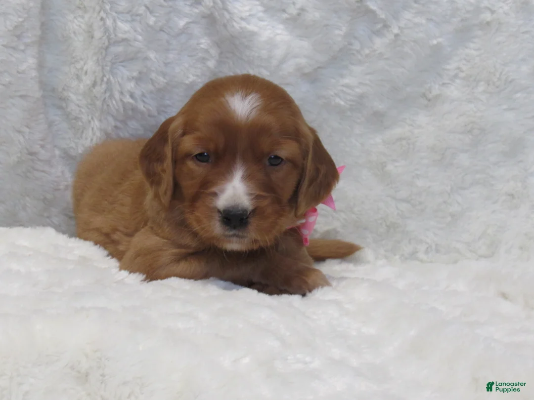 Golden Retriever dogs for sale: HAILEY - Ad 4