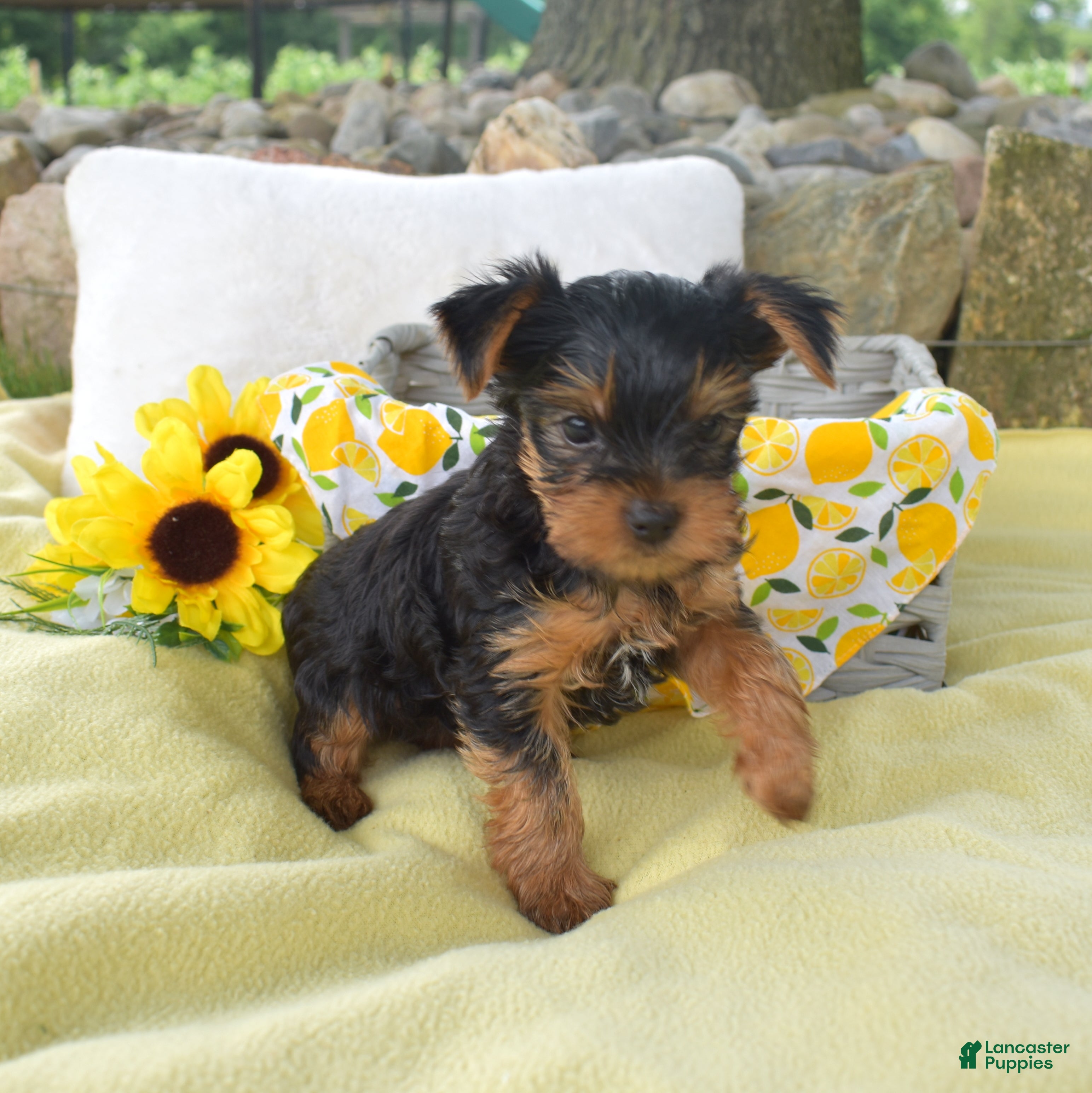 Yorkshire Terrier dogs Cody - Ad 2