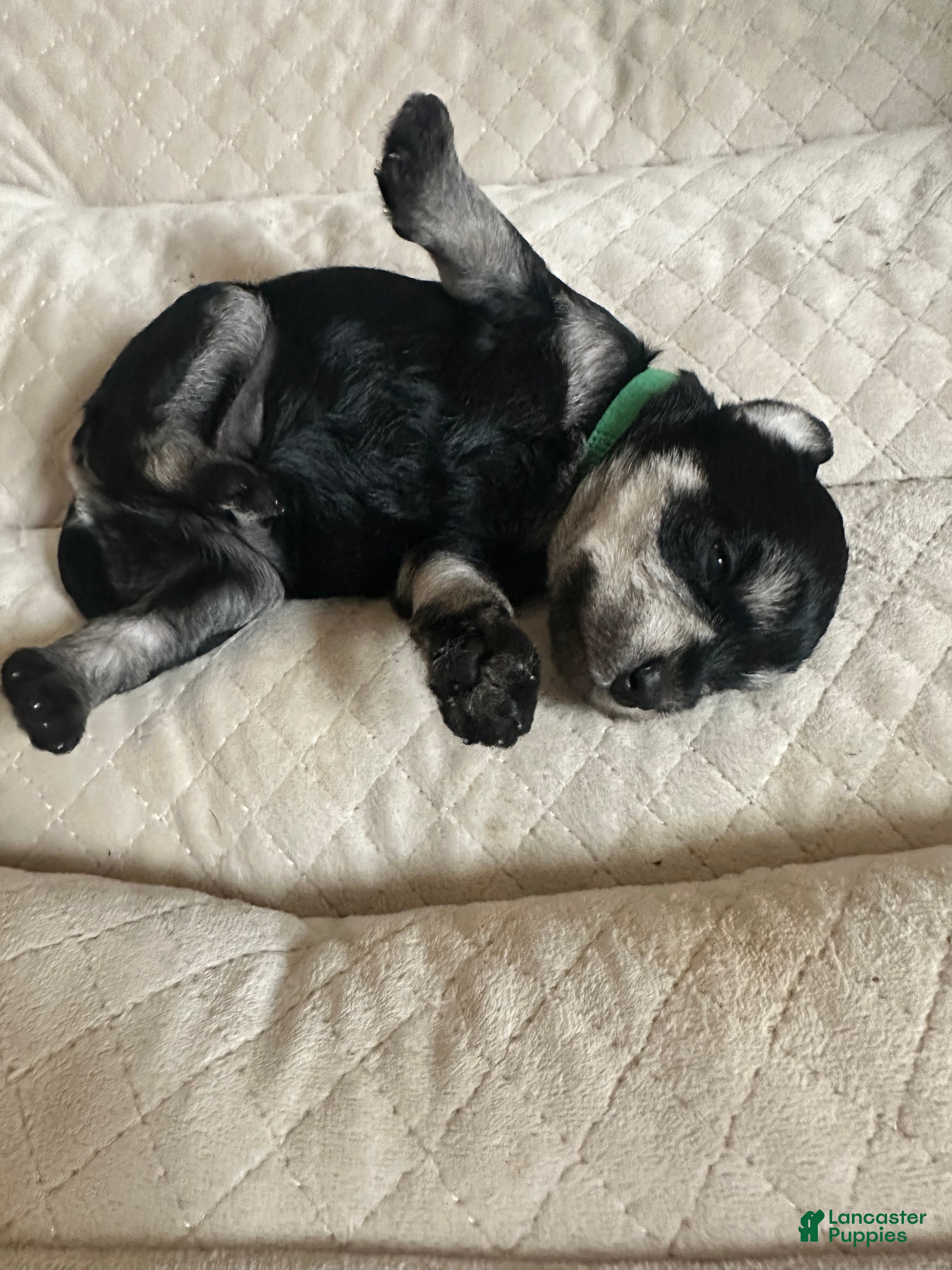 Miniature Schnauzer dogs Miniature Schnauzer 4 Bryce - Ad 1