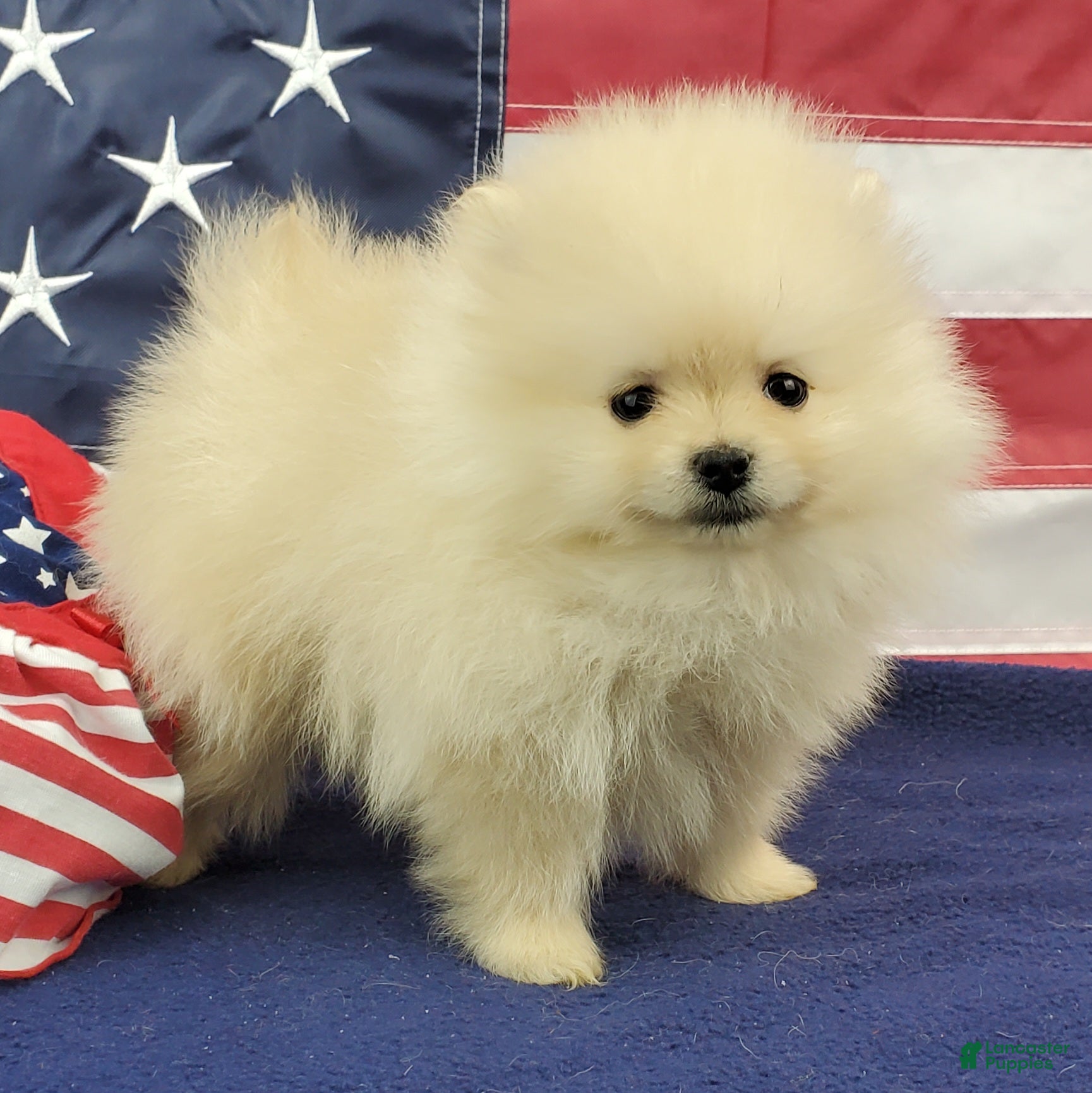 Pomeranian dogs Wynette - Ad 16