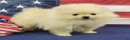 Pomeranian dogs for sale: Wynette - Ad 1