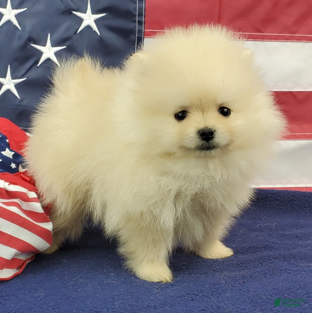 Pomeranian dogs for sale: Wynette - Ad 1