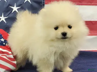 Pomeranian dogs Wynette - Ad 30