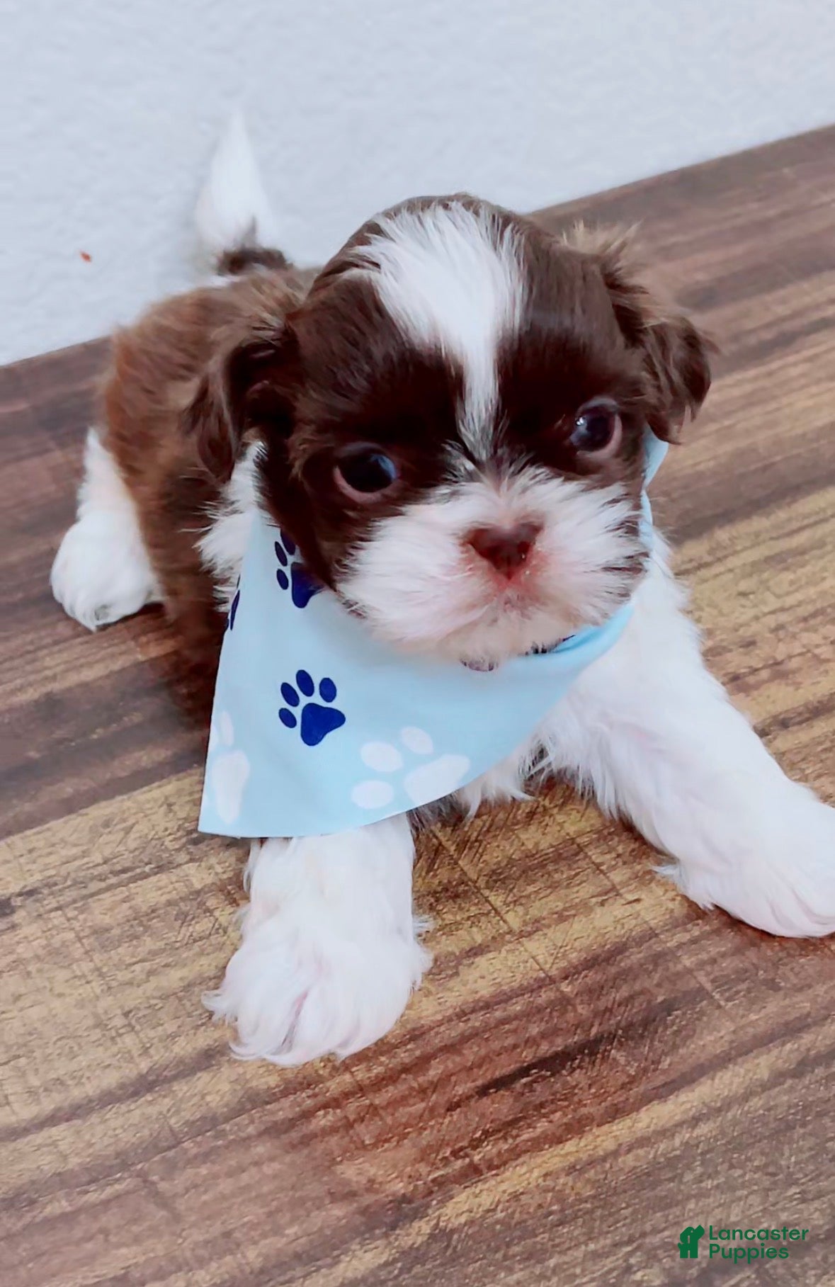 Shih Tzu dogs Leo - Ad 2