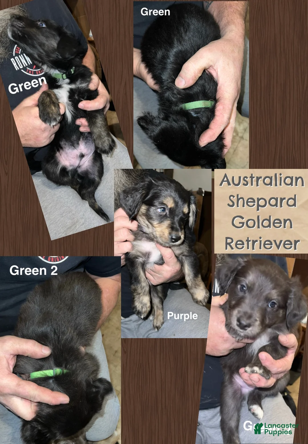Mixed Breed dogs for sale: Green Collar Puppy - Ad 6
